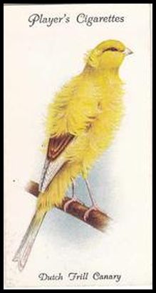 10 Dutch Frill Canary